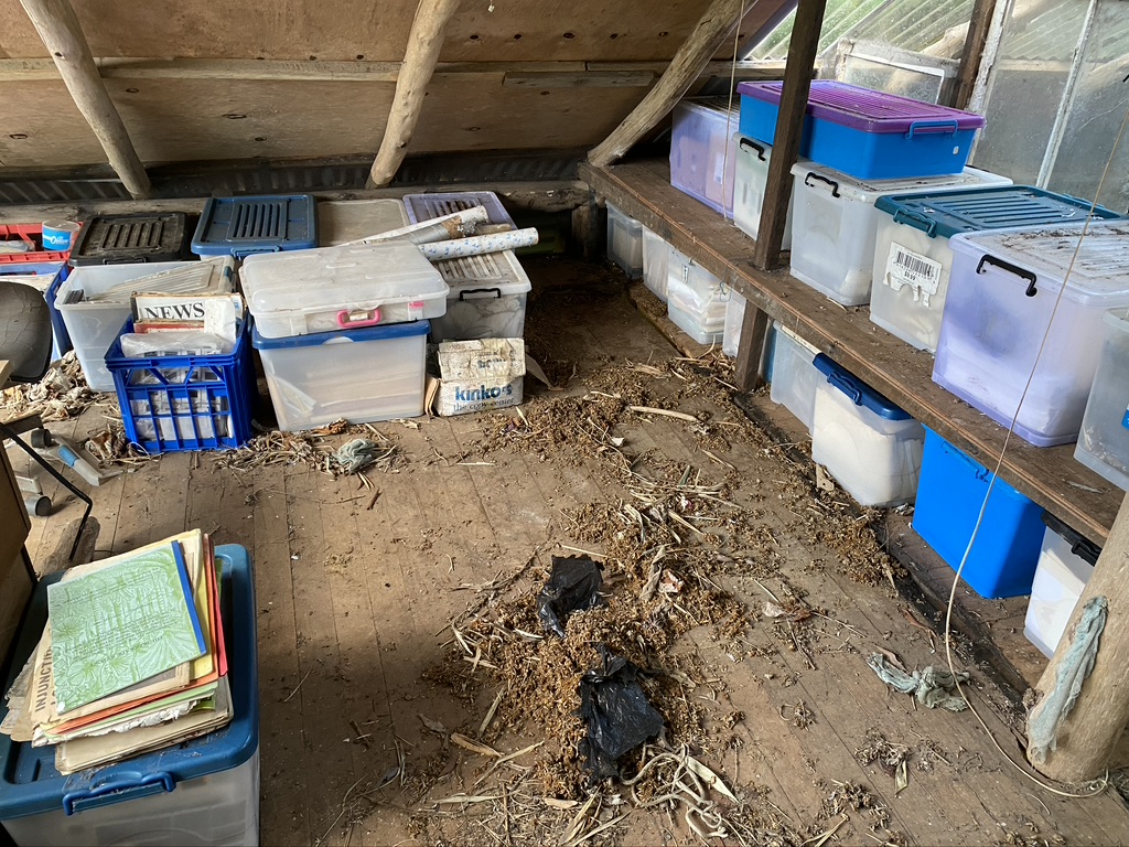 Archives in the attic in the Northern Rivers